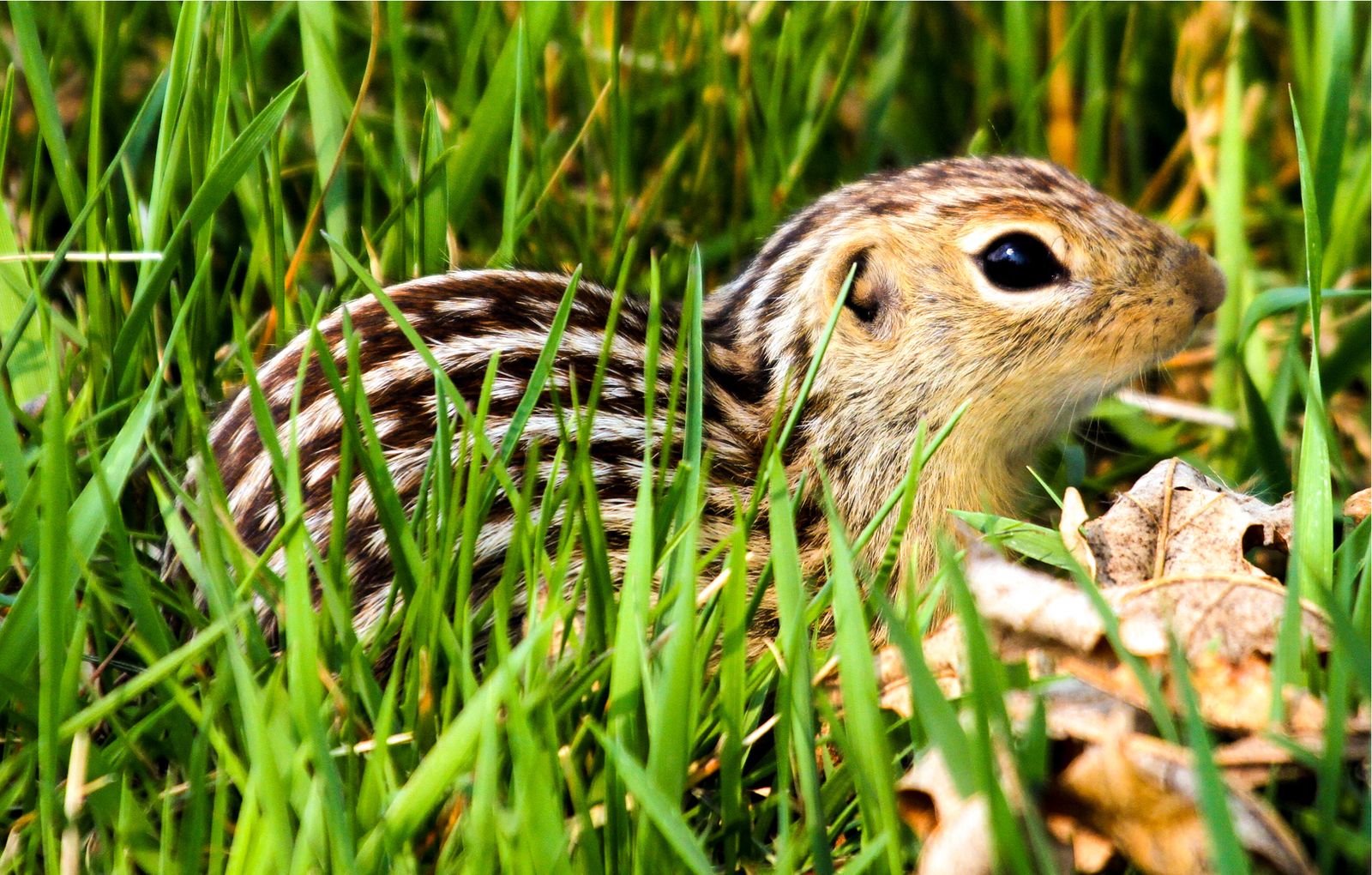 Grass and squirrel leaf